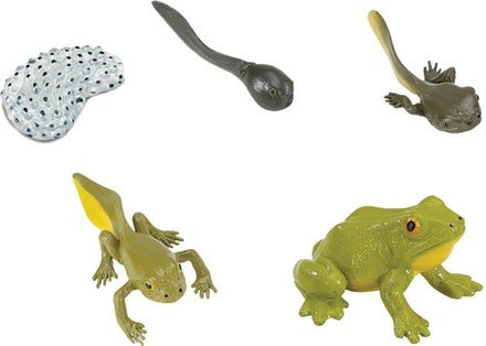 Frog Life Cycle