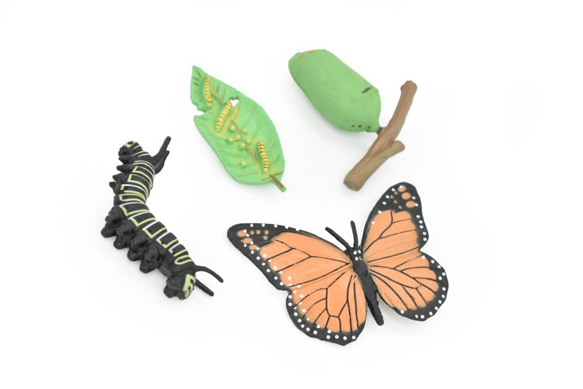 Butterfly Life Cycle