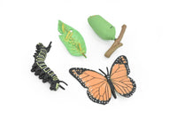 Butterfly Life Cycle