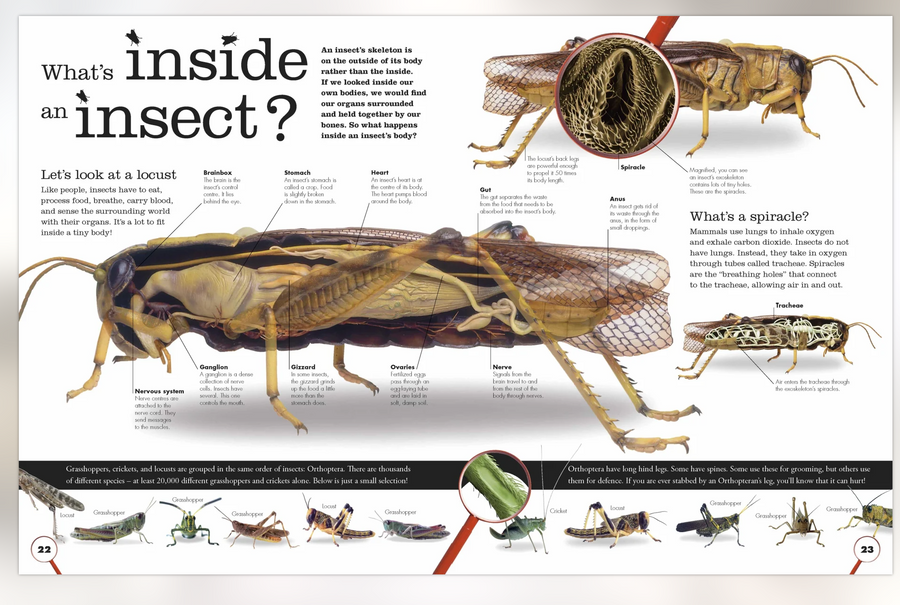 DK Everything You Need to Know About Bugs