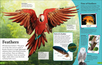 DK Find Out! Birds