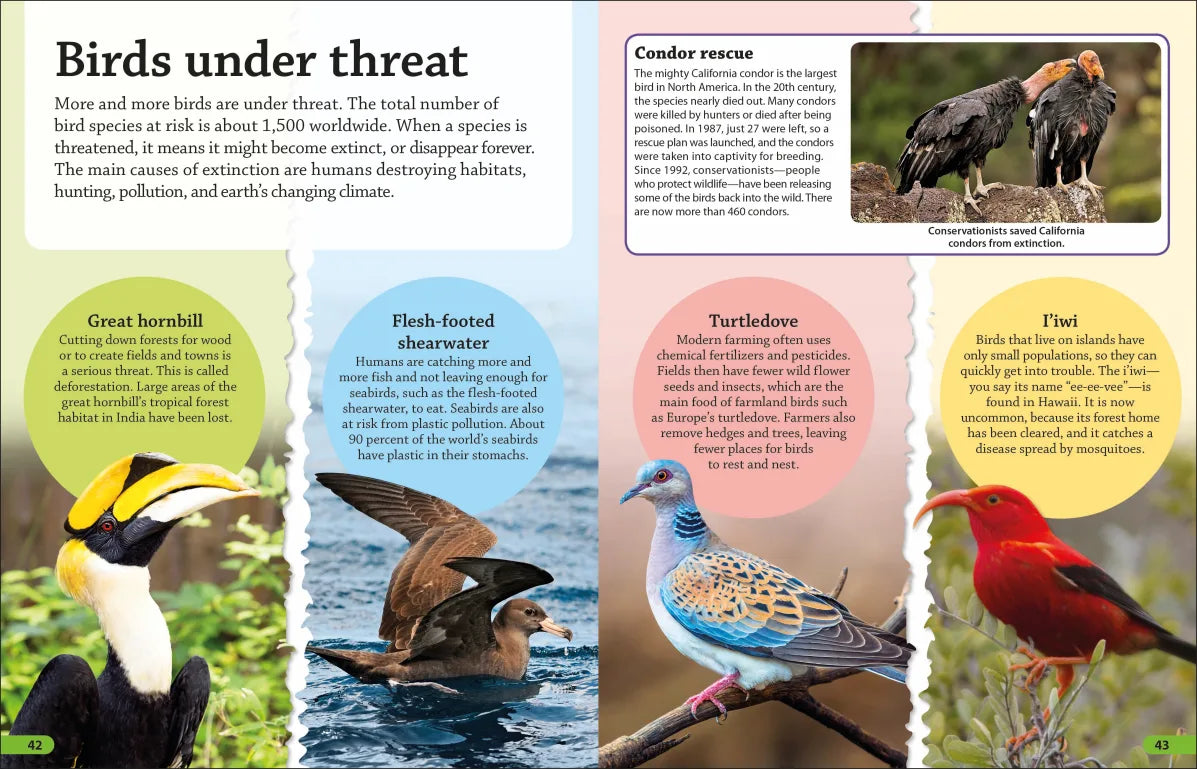 DK Find Out! Birds