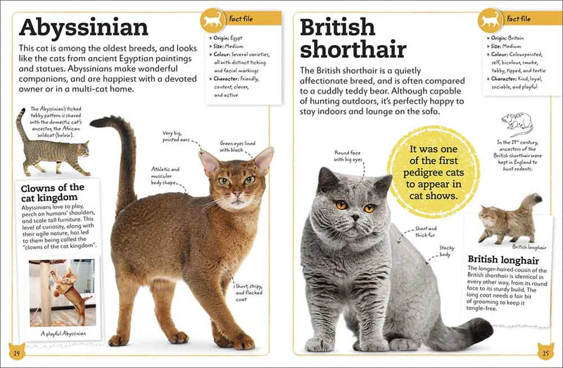 DK My Book of Cats and Kittens
