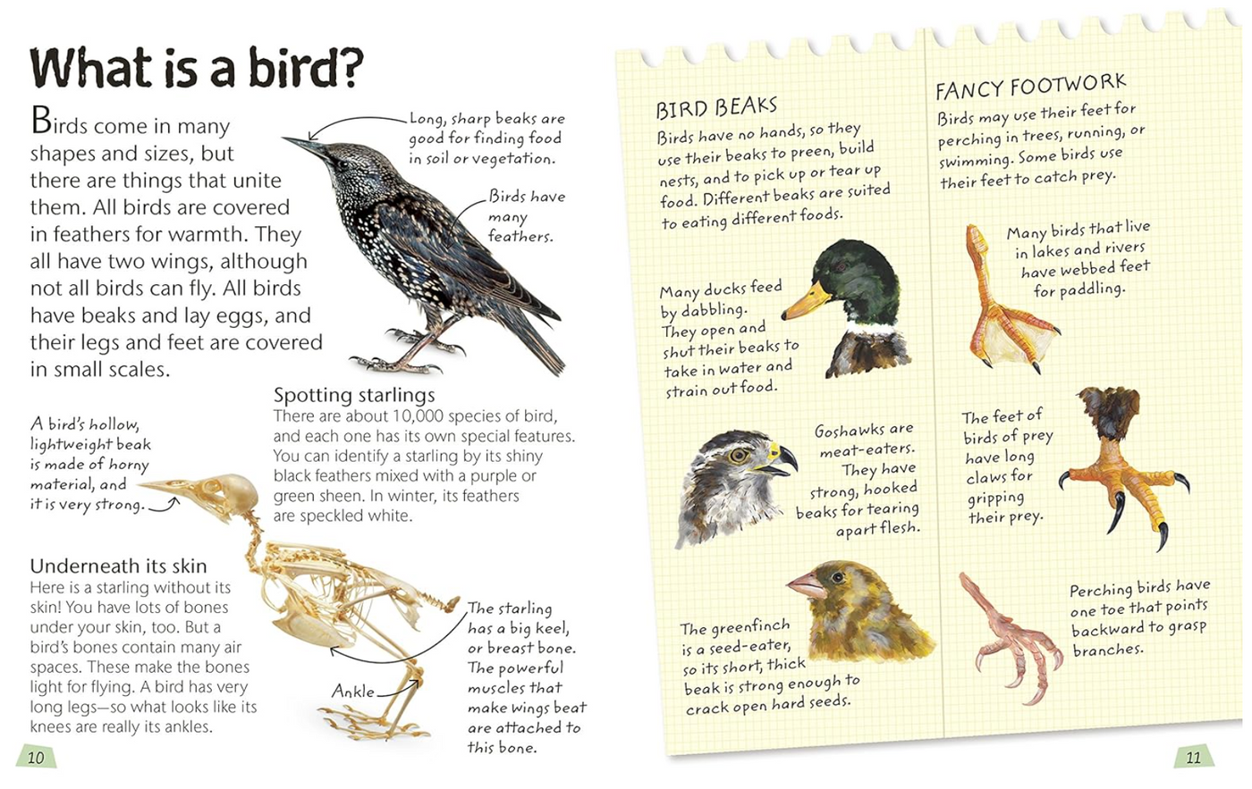 DK Books Birds: Explore Nature with Fun Facts and Activities
