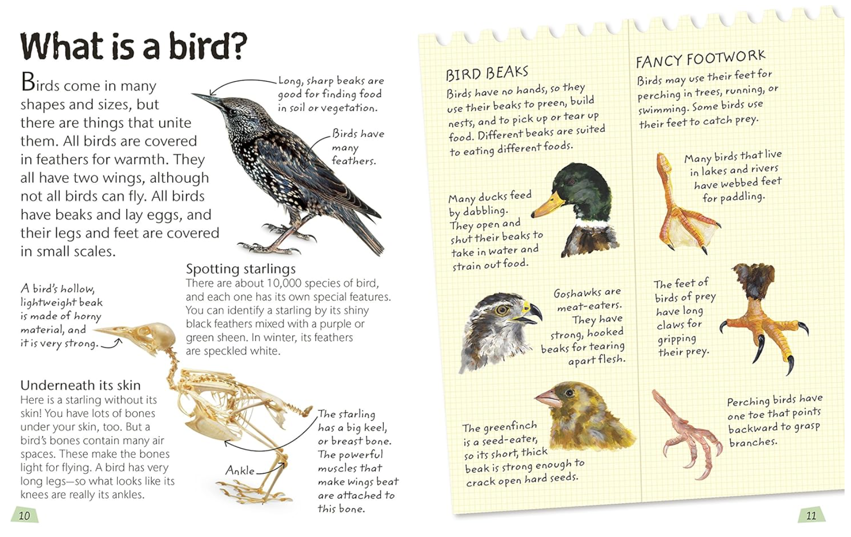 DK Books Birds: Explore Nature with Fun Facts and Activities