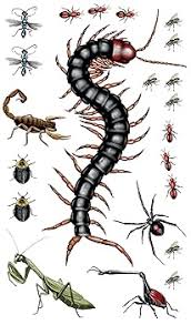 Tattoos That Teach Creepy, Crawly Tattoo Bugs
